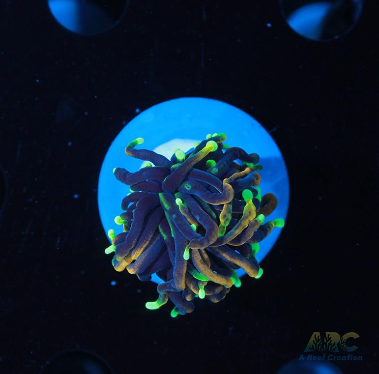 Dragon Soul Torch #8