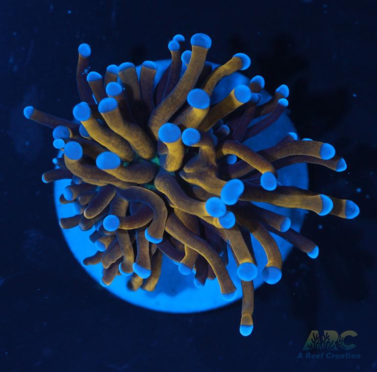 New York Knicks Torch #2