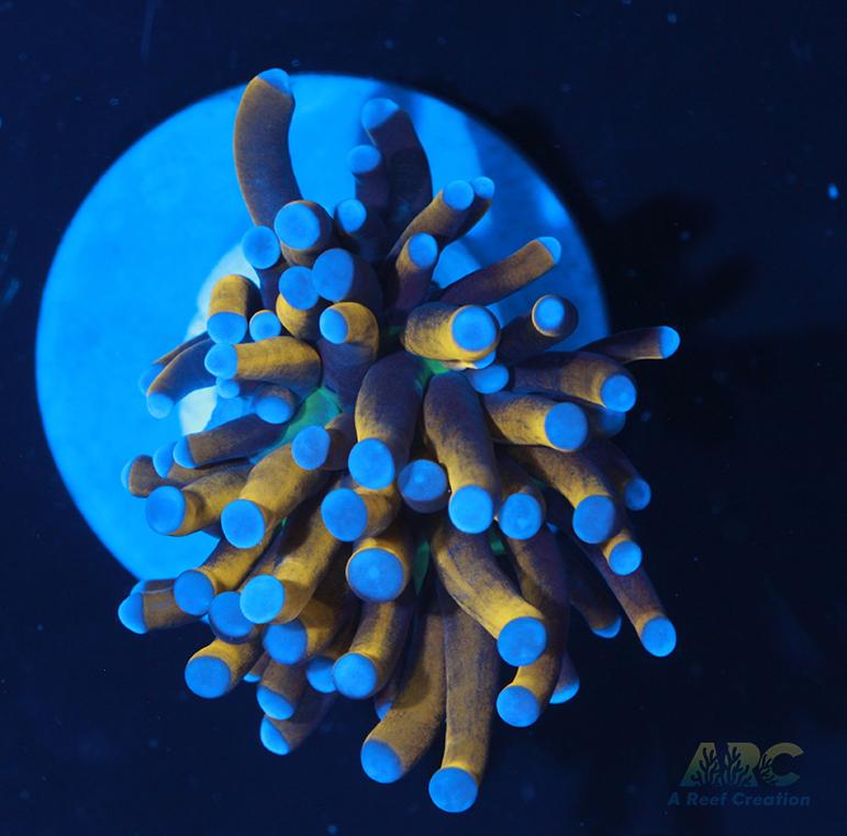 New York Knicks Torch #3