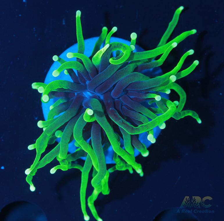 ARC Shock Tart Torch #1