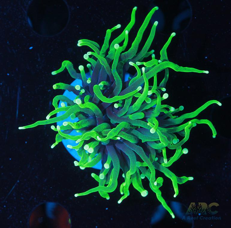 ARC Shock Tart Torch #2