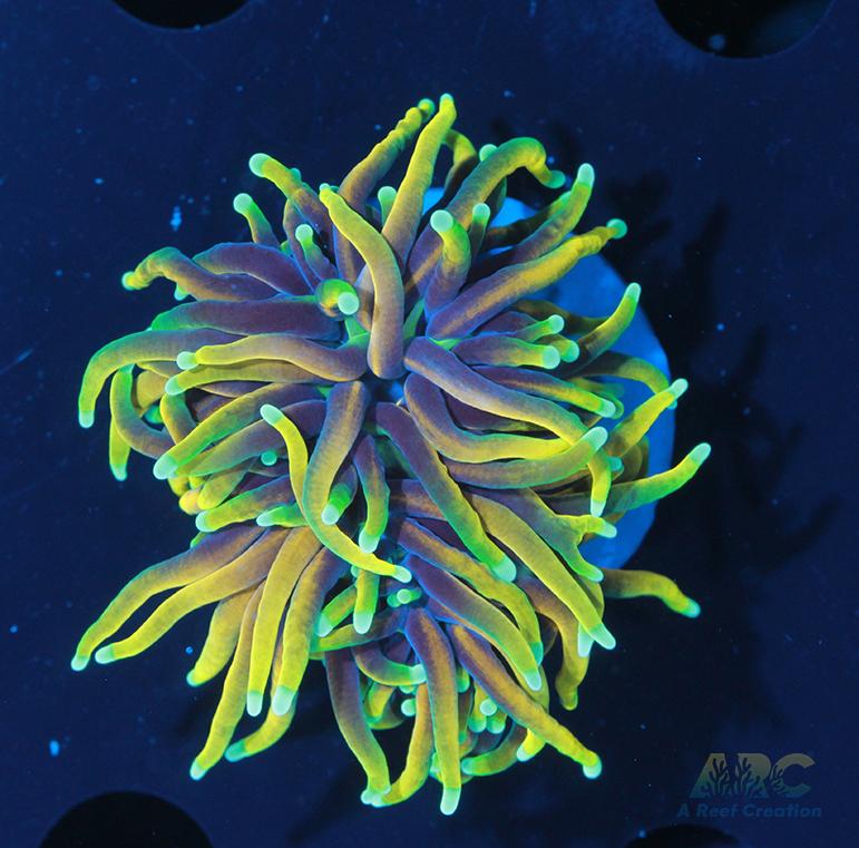 ARC Hellfire Torch #1