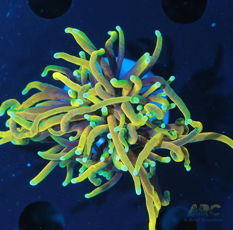 ARC Hellfire Torch #2