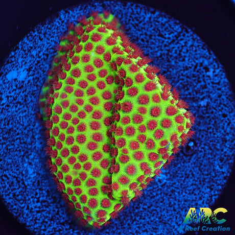 Grinch Porites