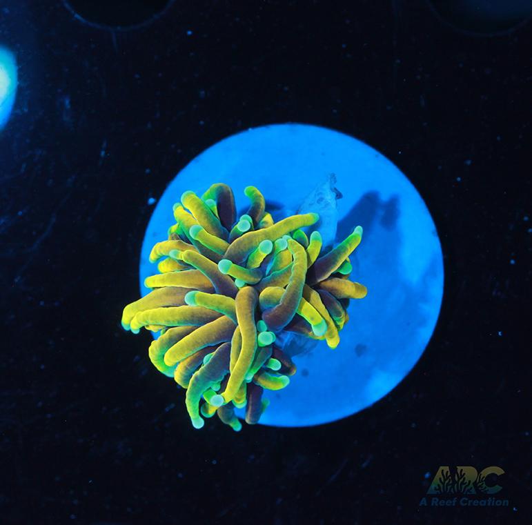 ARC Hellfire Torch #4