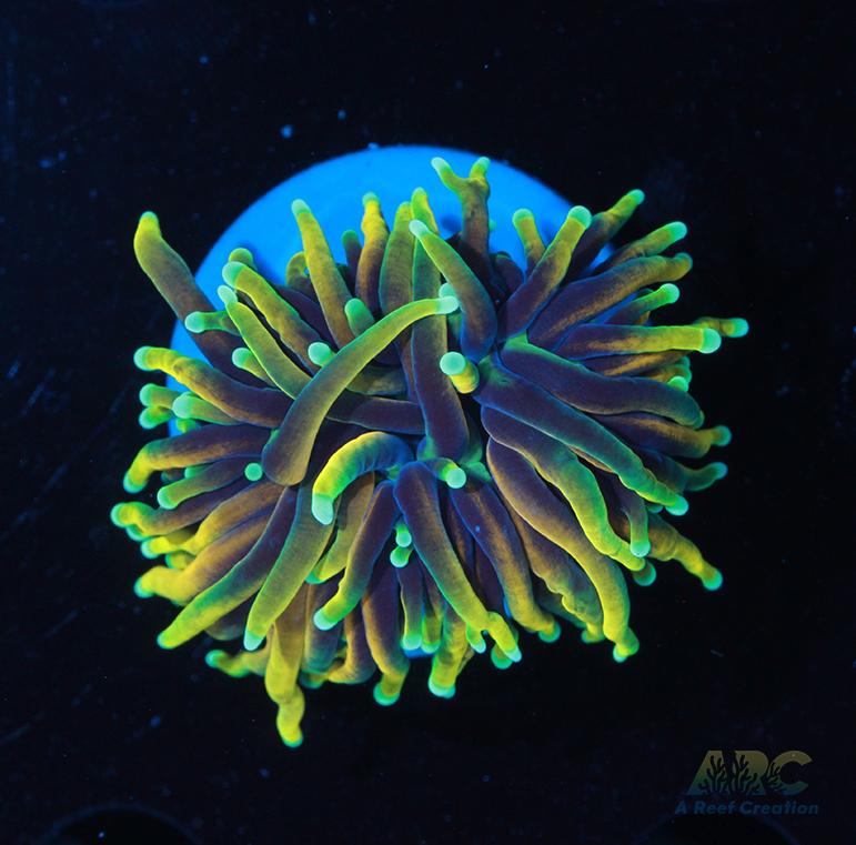 ARC Hellfire Torch #5