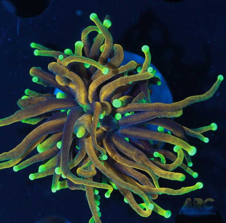 ARC Hellfire Torch #6