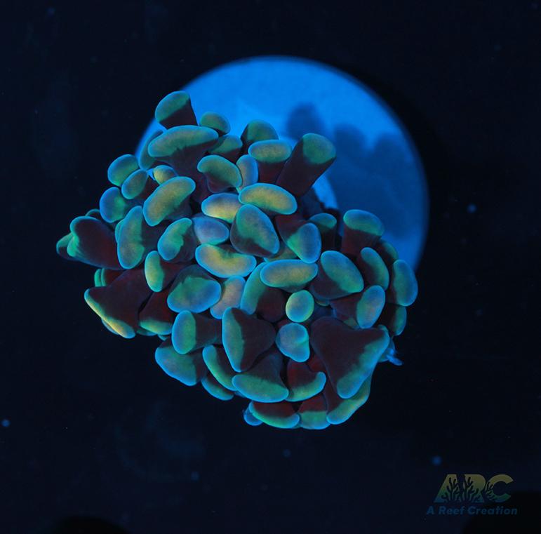 Green and Gold Branching Hammer