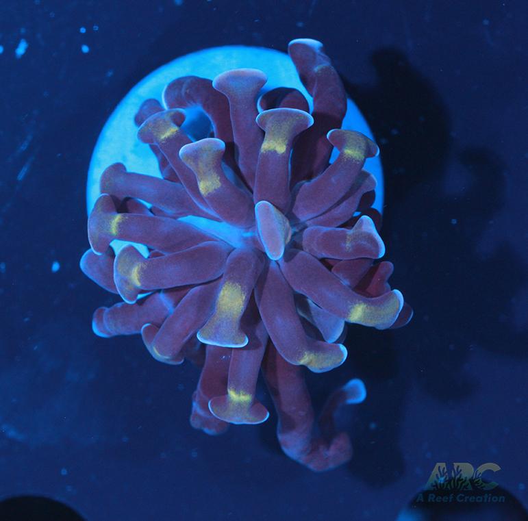 ARC Purple Hammer #1