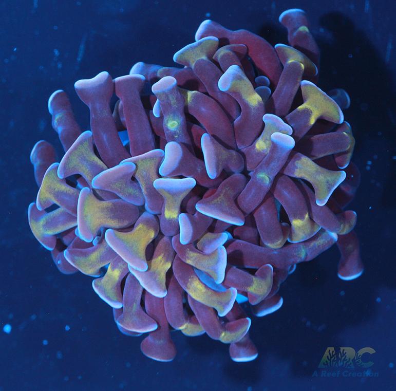 ARC Purple Hammer #2