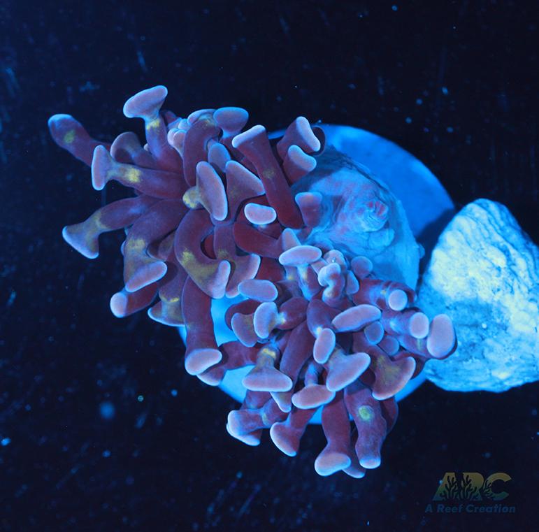 ARC Purple Hammer #3