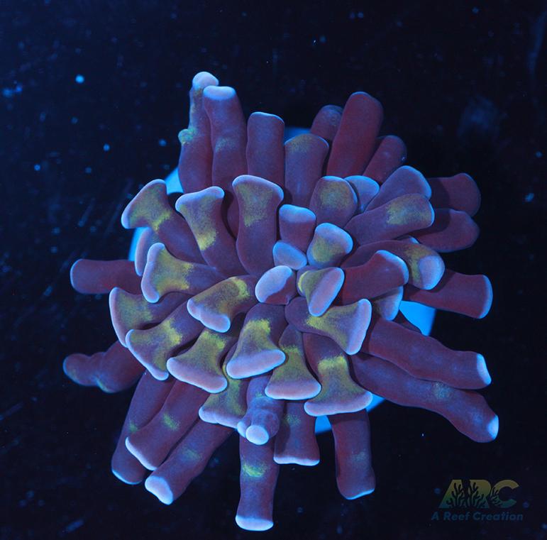 ARC Purple Hammer #5