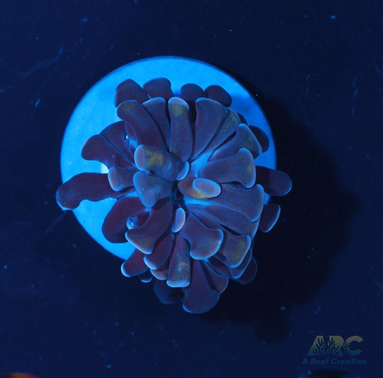 ARC Purple Hammer #6