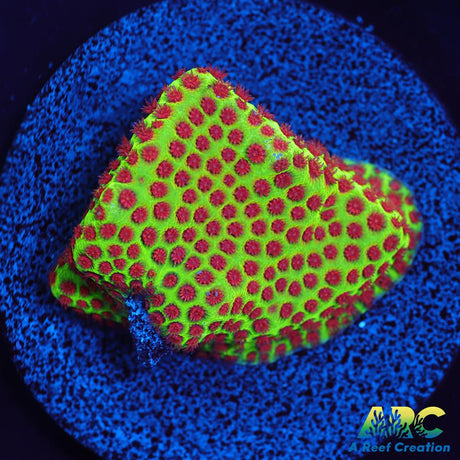 Grinch Porites