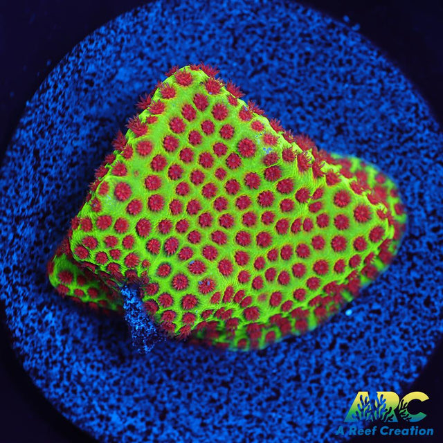 Grinch Porites