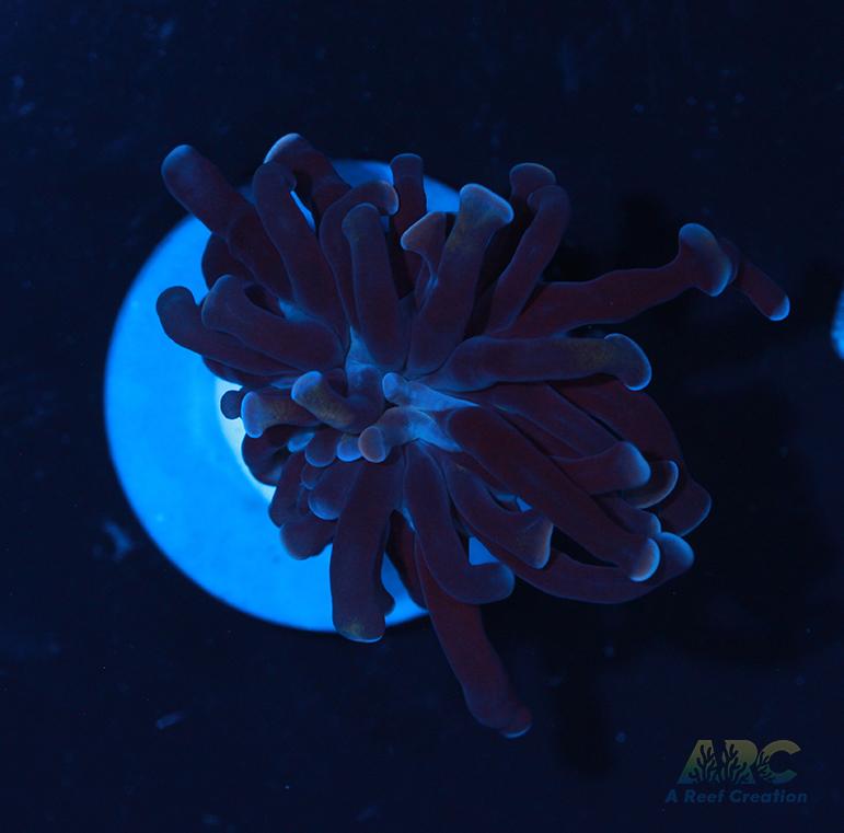 ARC Purple Hammer #9