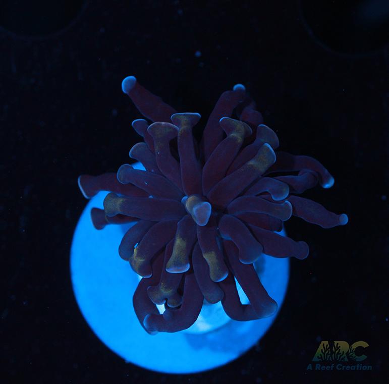 ARC Purple Hammer #10