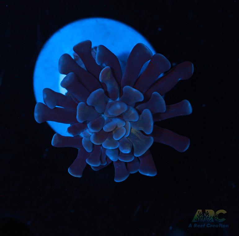 ARC Purple Hammer #11