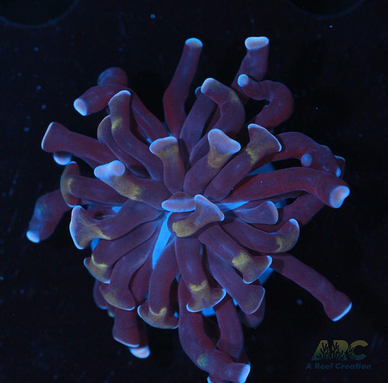 ARC Purple Hammer #12