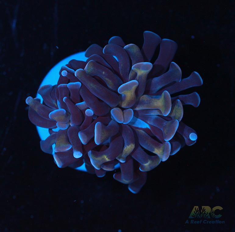 ARC Purple Hammer #13