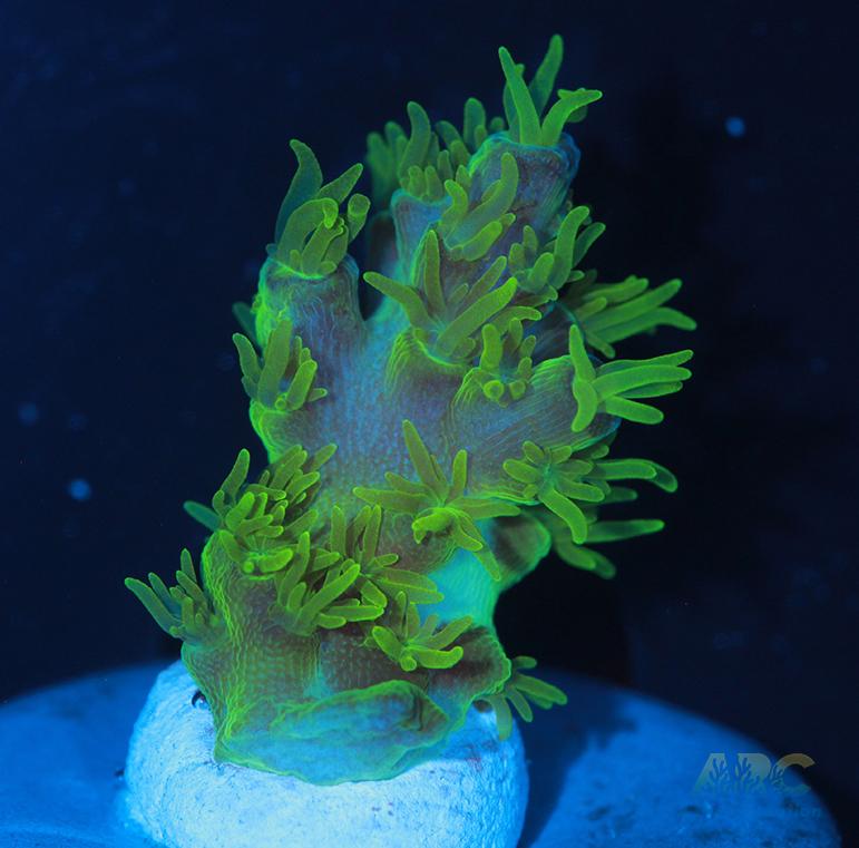 RRC Marvin the Martian