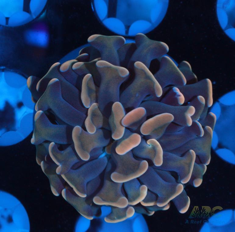 Creamsicle Branching Hammer #1