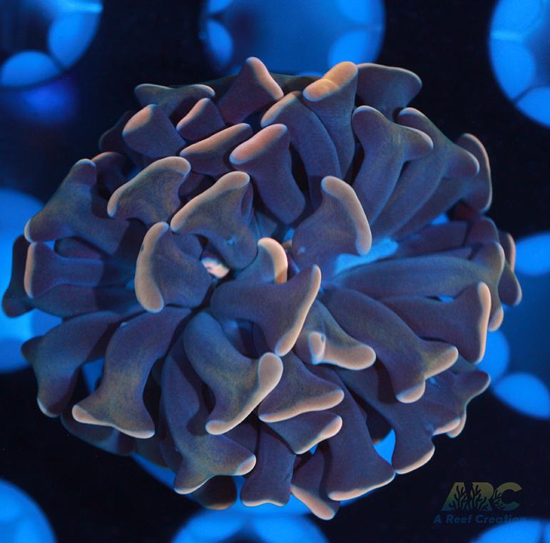 Creamsicle Branching Hammer #2