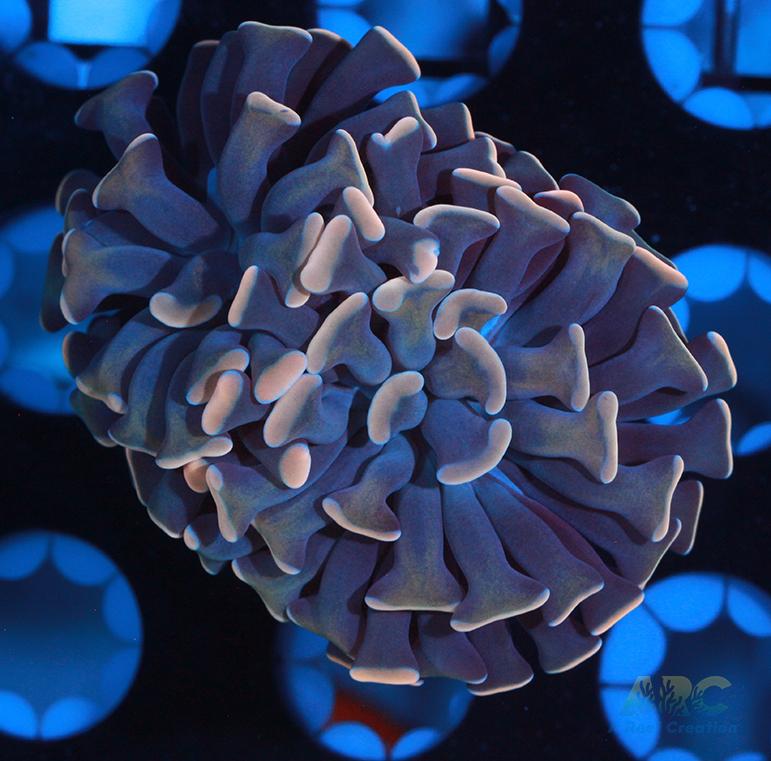 Creamsicle Branching Hammer #3