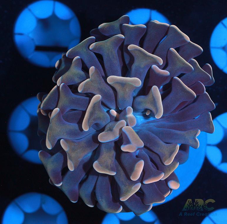 Creamsicle Branching Hammer #4