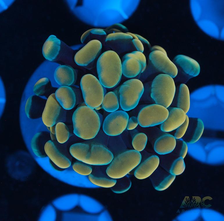 Gold and Green Hybrid Hammer #1