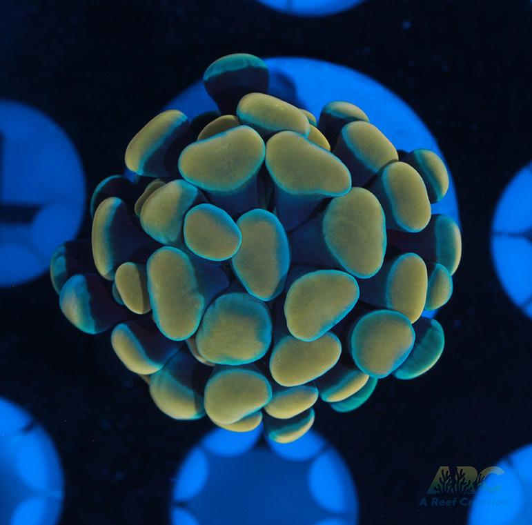 Gold and Green Hybrid Hammer #2