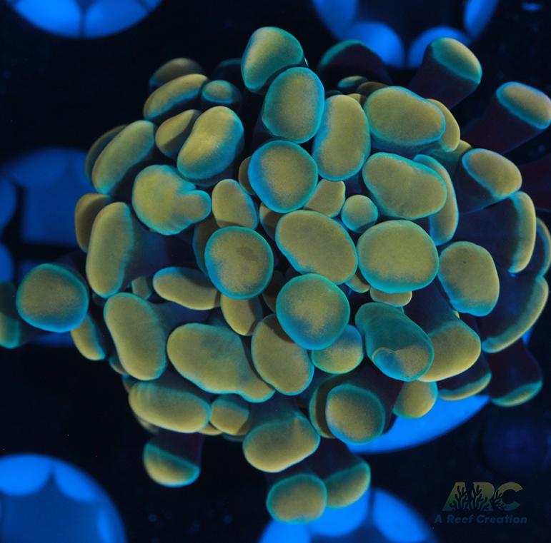 Gold and Green Hybrid Hammer #3