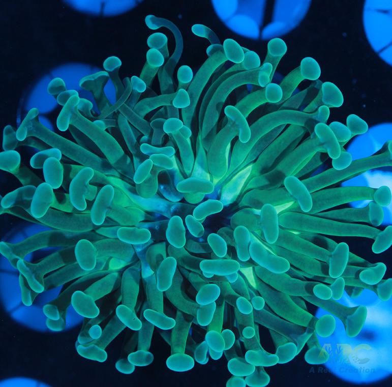 ARC Teal Branching Hammer #1