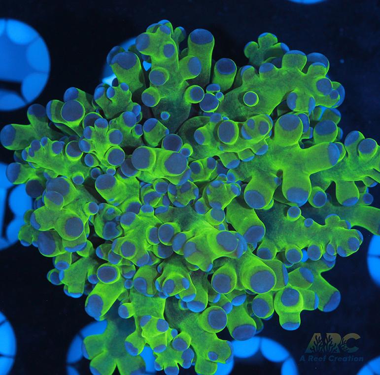 Bicolor Branching Frogspawn #1