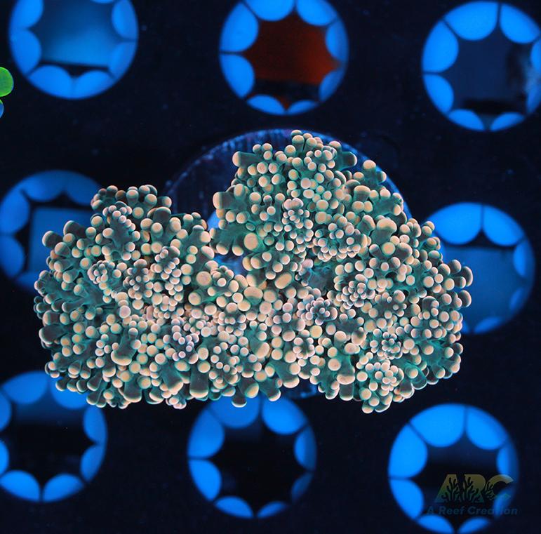 ARC Peach Branching Frogspawn #1