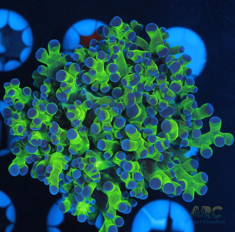 Bicolor Branching Frogspawn #2