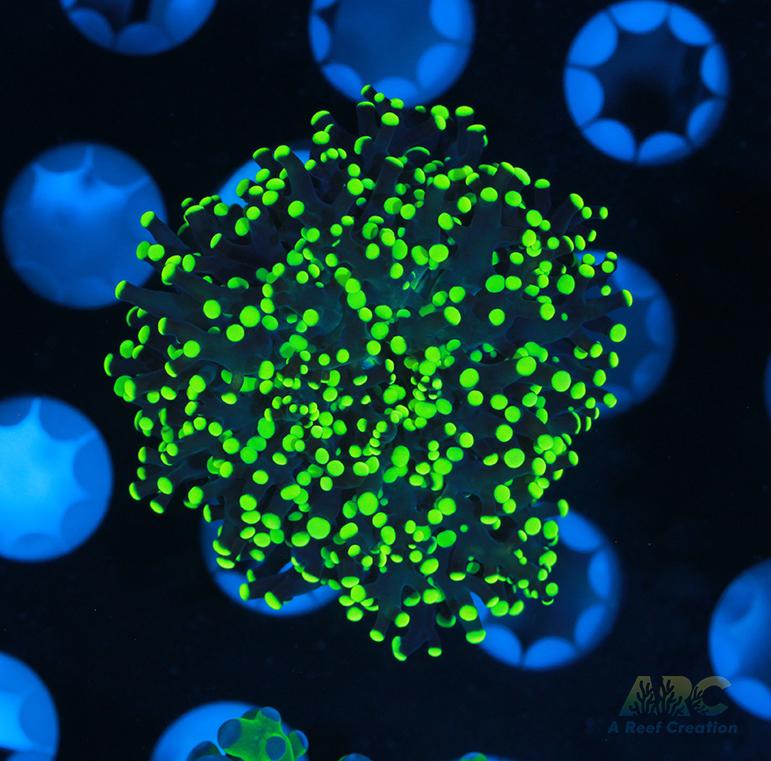ARC Neon Frogspawn #2