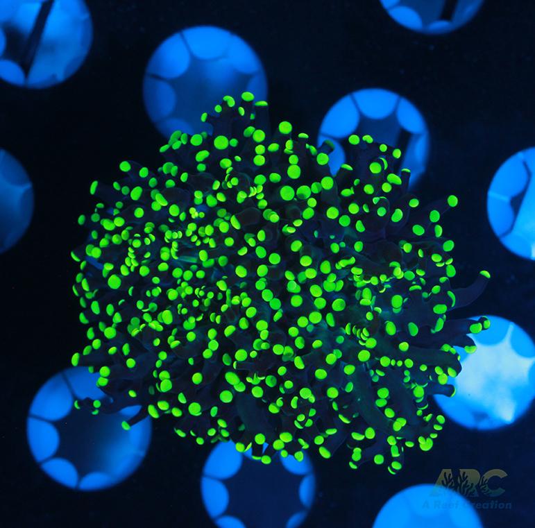 ARC Neon Frogspawn #4