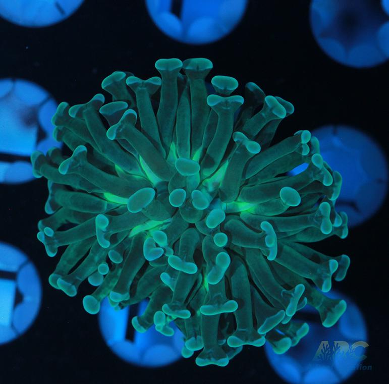 ARC Teal Branching Hammer #2