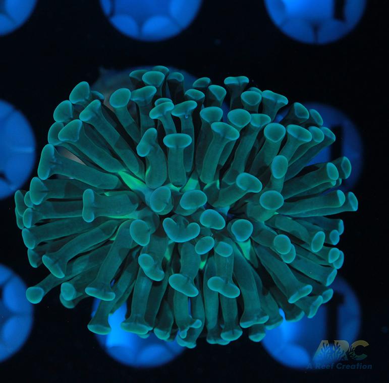 ARC Teal Branching Hammer #3