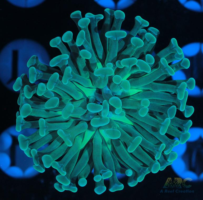 ARC Teal Branching Hammer #4