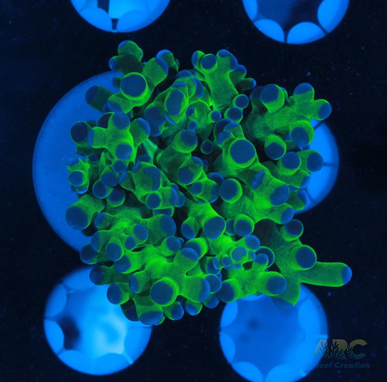 Bicolor Branching Frogspawn #3