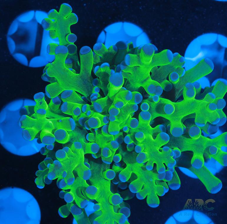 Bicolor Branching Frogspawn #4