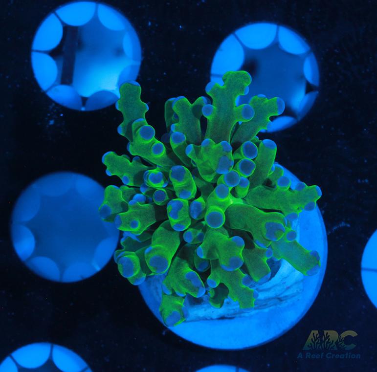 Bicolor Branching Frogspawn #5