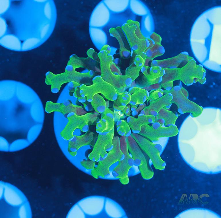 Bicolor Branching Frogspawn #6