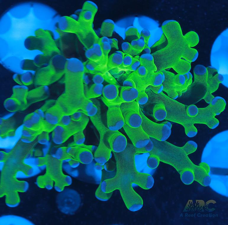 Bicolor Branching Frogspawn #7