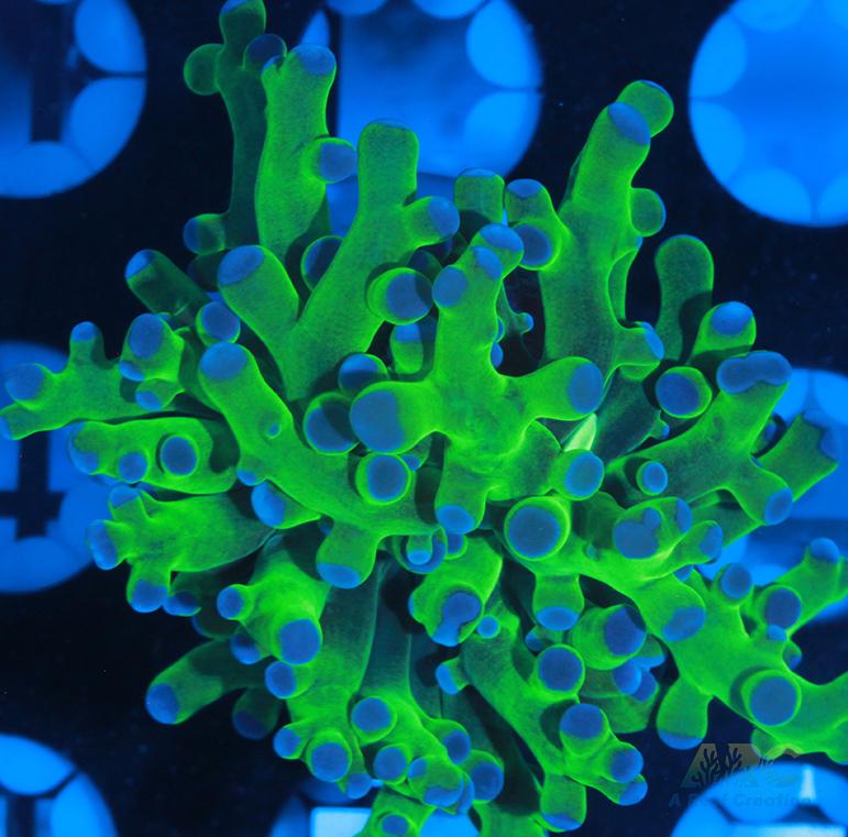 Bicolor Branching Frogspawn #8