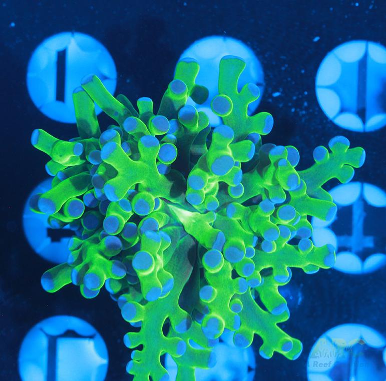 Bicolor Branching Frogspawn #9