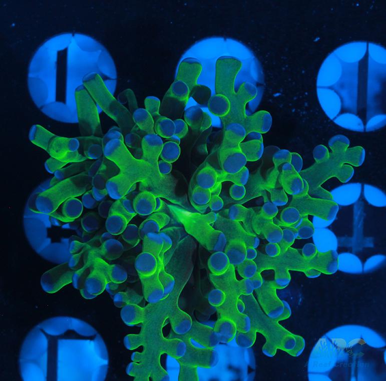 Bicolor Branching Frogspawn #10