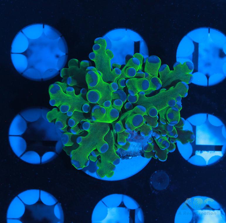 Bicolor Branching Frogspawn #11